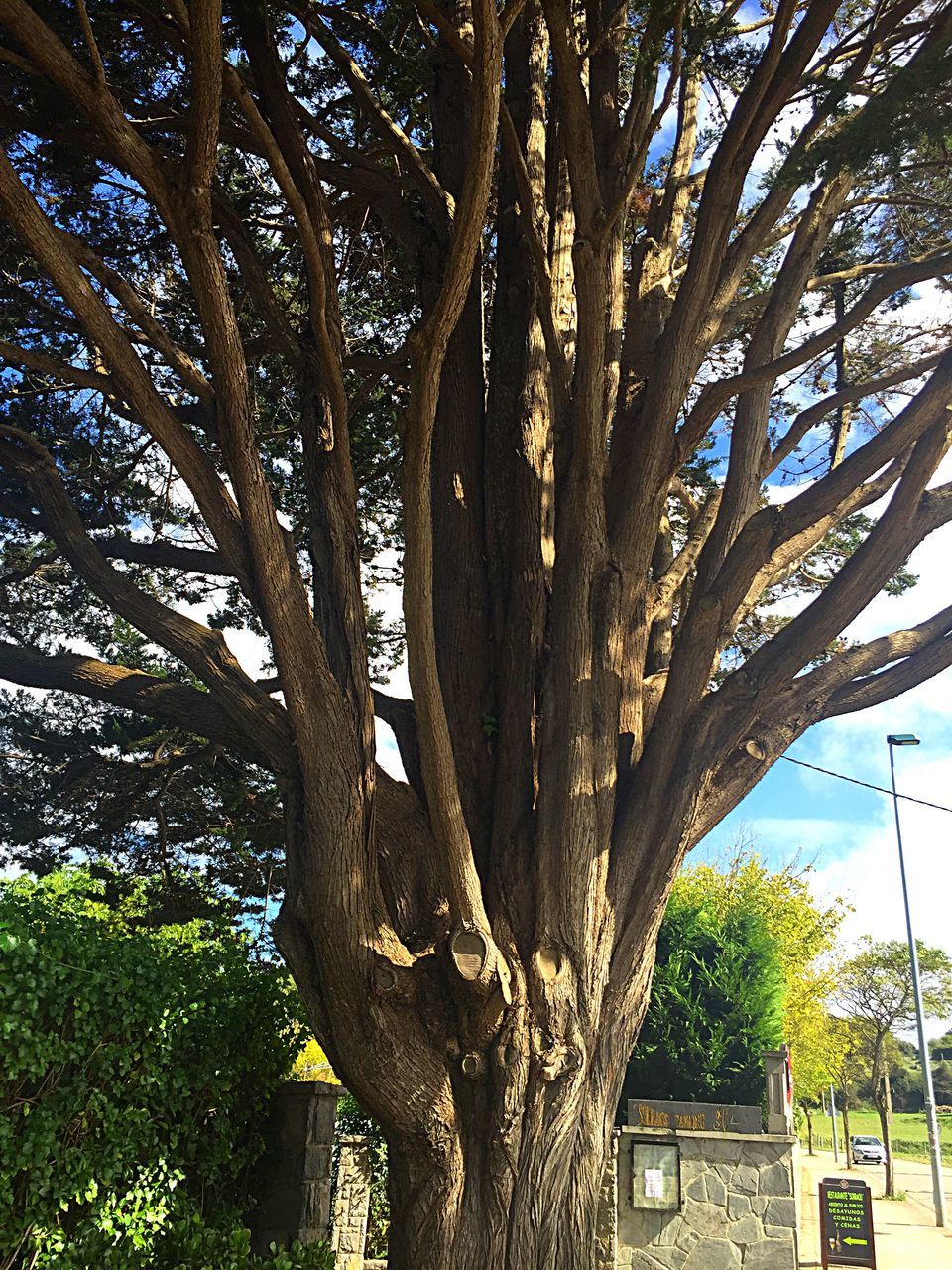 LOW ANGLE VIEW OF TREES AGAINST SKY