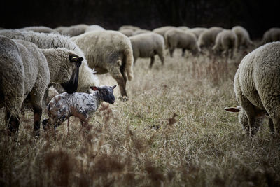 Sheep grazing in a field