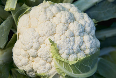 Close-up of fresh vegetables in market