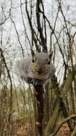 Close-up portrait of squirrel on tree