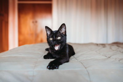 Black kitten resting on a bed and yawning