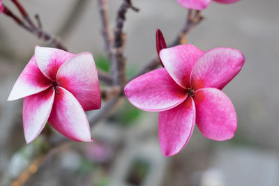 Close-up of pink flowers