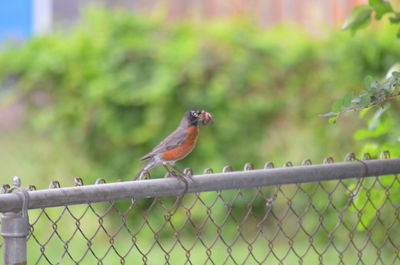 Bird perching on a fence