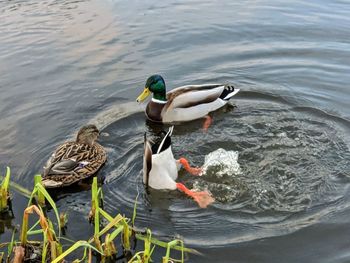 High angle view of mallard ducks swimming in lake