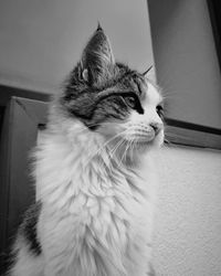 Close-up of cat at home