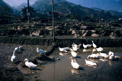 High angle view of birds flying over lake