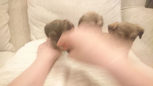 Midsection of a dog sleeping on bed at home