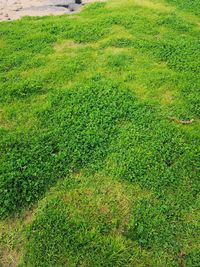 Full frame shot of green land