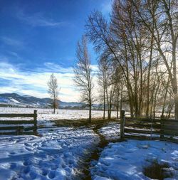 Bare trees on snow covered landscape