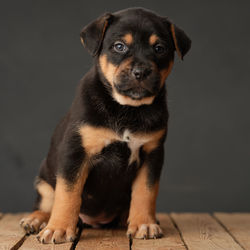 Close-up portrait of dog