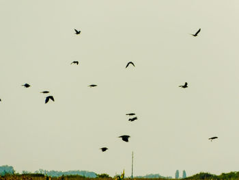 Low angle view of silhouette birds flying against sky