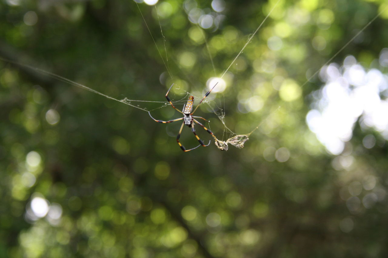 spider web, insect, spider, focus on foreground, nature, animal themes, animals in the wild, green color, one animal, no people, web, day, outdoors, close-up, animal wildlife, beauty in nature