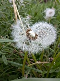 Close-up of dandelion on field