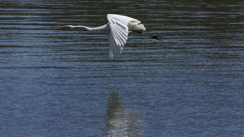Seagull flying over lake