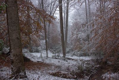Trees in forest during winter