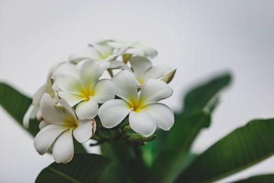 Close-up of white flowering plant