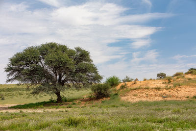 Trees on field against sky