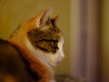 Close-up of a cat looking away