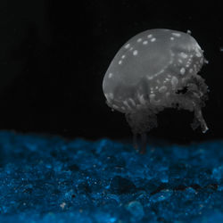 Close-up of jellyfish in water