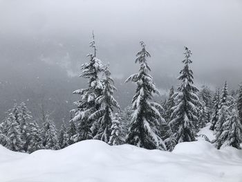 Snow covered land and trees against sky