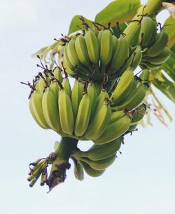Fresh ripe green banan 