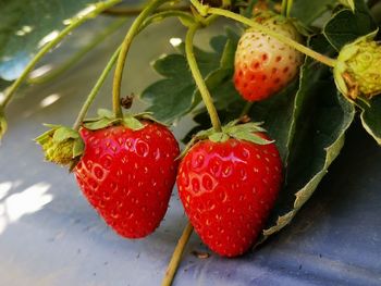 Close-up of strawberries