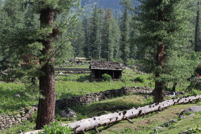 Scenic view of forest