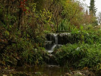 Scenic view of waterfall in forest