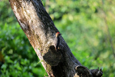 Close-up of lizard on tree