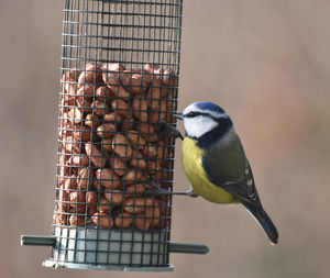 Close-up of bird perching on metal feeder