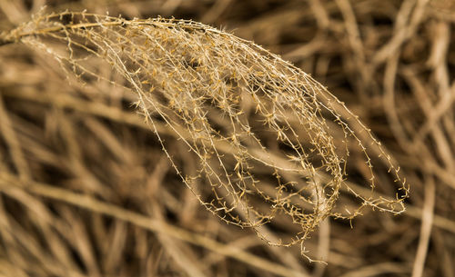 Close-up of wet spider web on plant