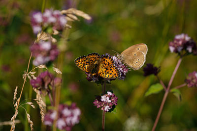 Close-up of butterfly pollinating on purple flower