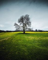 Bare tree on field against sky