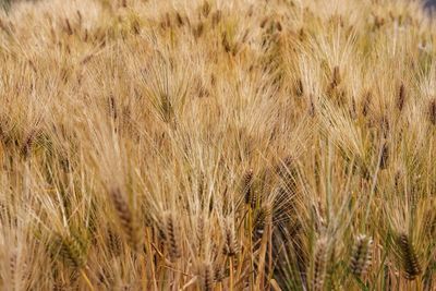 Full frame shot of crops on field