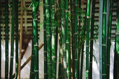 Full frame shot of bamboo plants