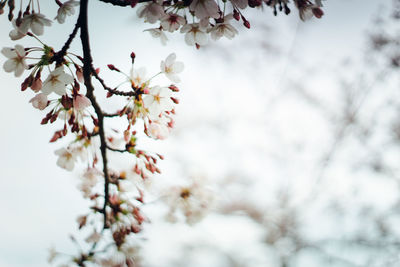 Low angle view of cherry blossom tree