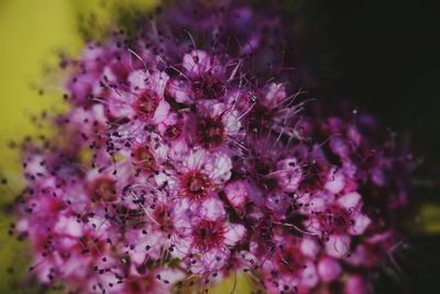 Close-up of purple flowering plant