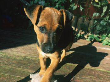 High angle portrait of puppy sitting on hardwood floor