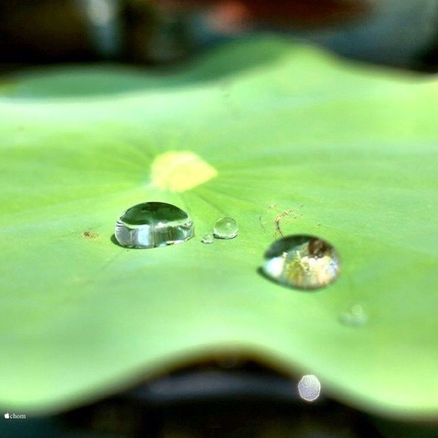 water, green color, selective focus, close-up, drop, leaf, nature, wet, freshness, growth, beauty in nature, focus on foreground, fragility, green, plant, grass, day, no people, outdoors, surface level