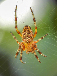 Close-up of spider