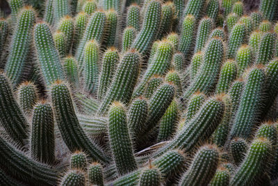 Full frame shot of succulent plant