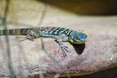 Close-up of lizard on rock