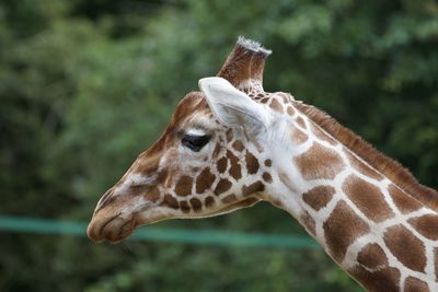 Close-up of giraffe