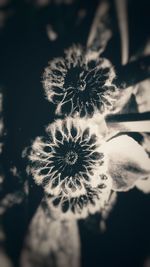 Close-up of dandelion on plant