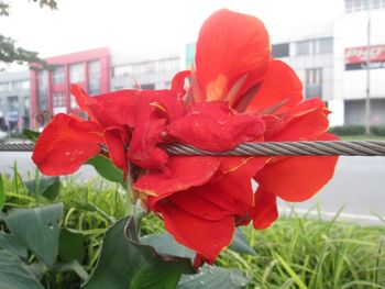 Close-up of red flowers in city