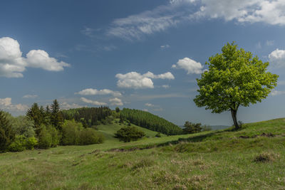 Trees on field against sky