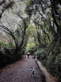 Dog walking on footpath in forest