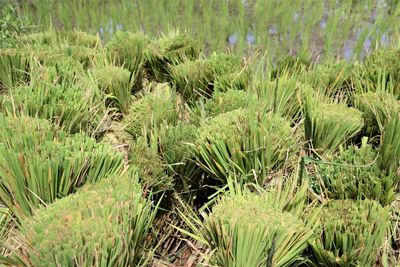 Plants growing on field