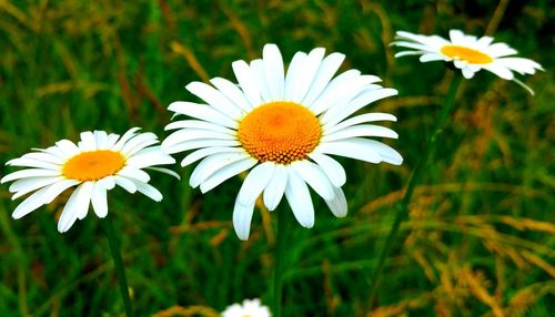 Close-up of daisy flowers blooming in field