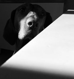 Close-up of dog at home